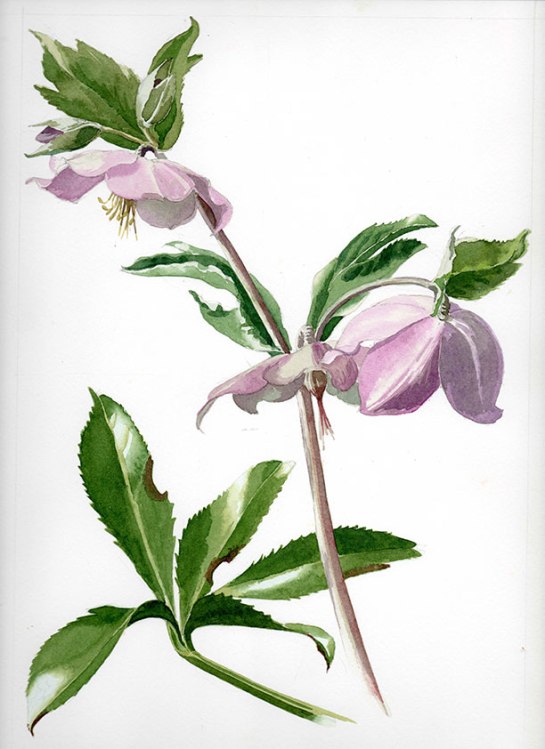 Botanical collection