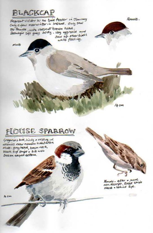 From Bird Diary sketch