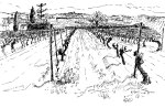 Vines in Caunes Illustration