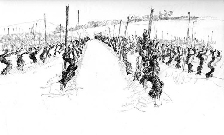 Vineyards in Caunes sketch